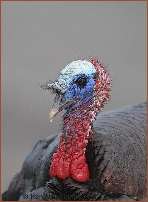Wild Turkey